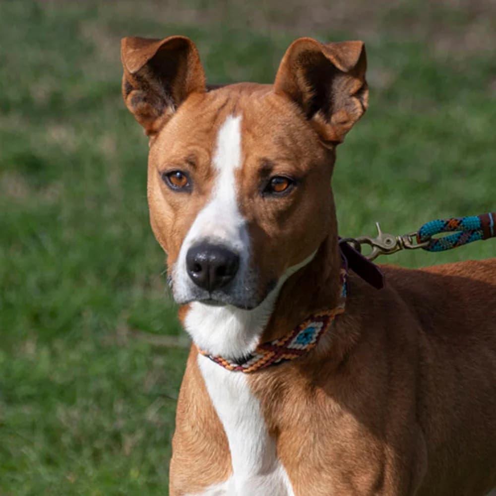Dolo, braun Mixed Breed for adoption at Tierschutzverein Europa, München