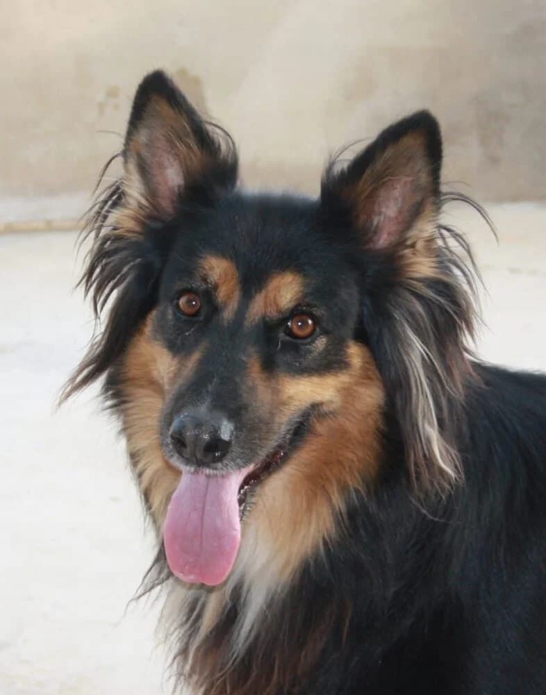 Dona, senior German Shepherd for adoption at Tierschutzverein Europa, München