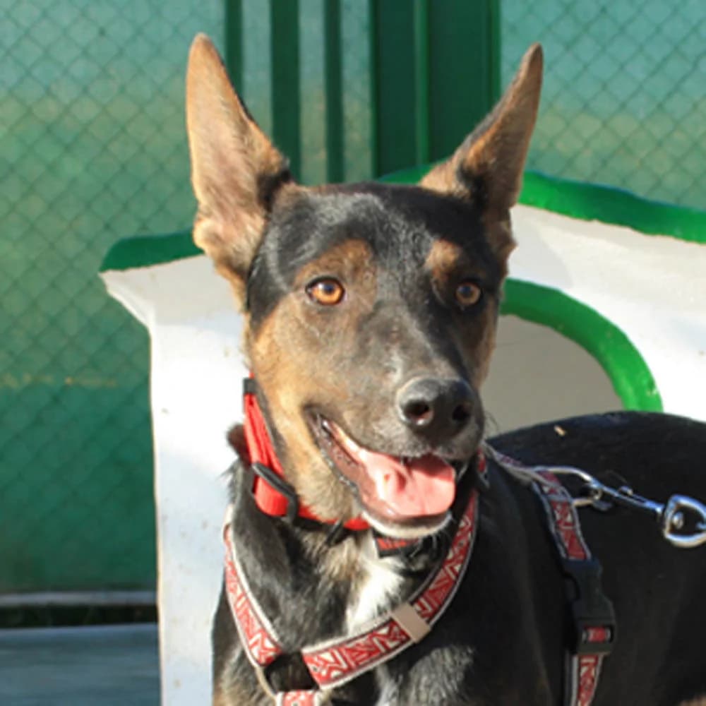 Donkor, schwarz senior Mixed Breed for adoption at Tierschutzverein Europa, München