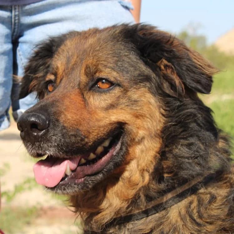Duquesa, young Mixed Breed for adoption at Tierschutzverein Europa, München