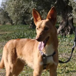 Dylan, Mixed Breed for adoption at Tierschutzverein Europa, München