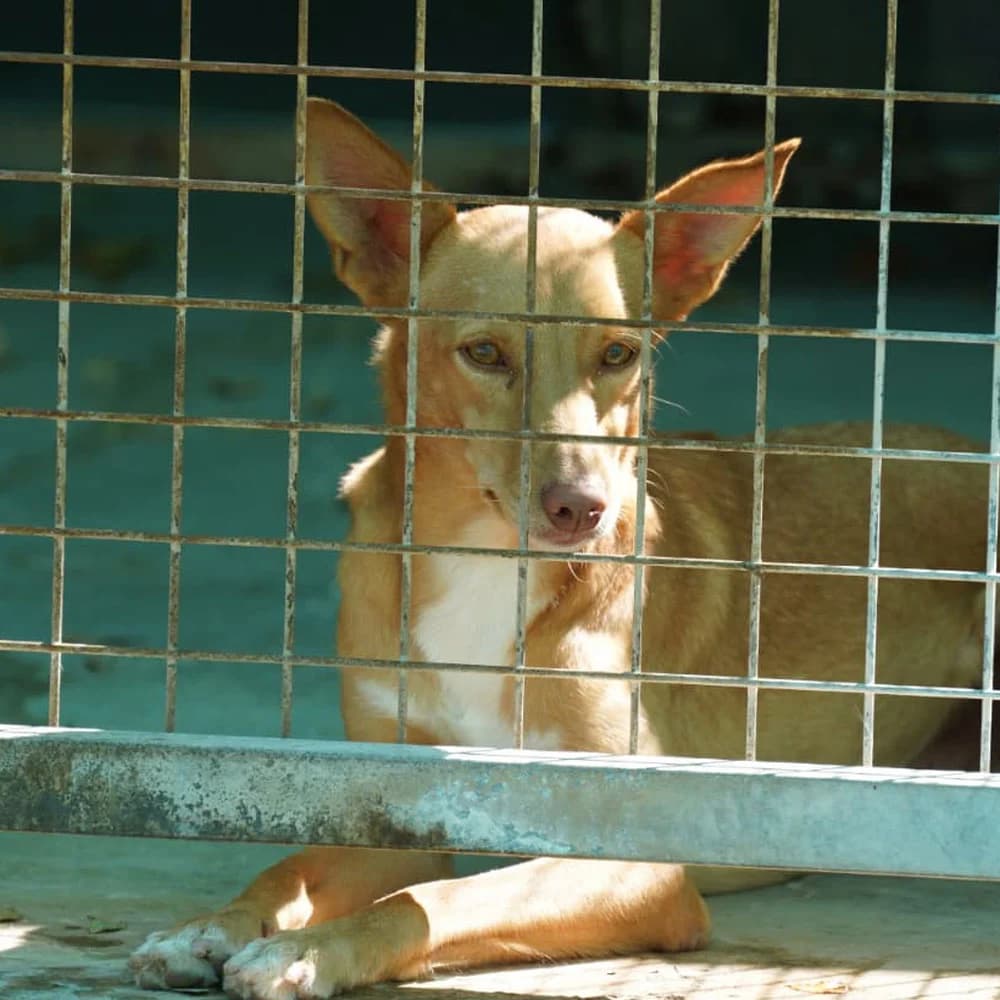 Dylan, Mixed Breed for adoption at Tierschutzverein Europa, München