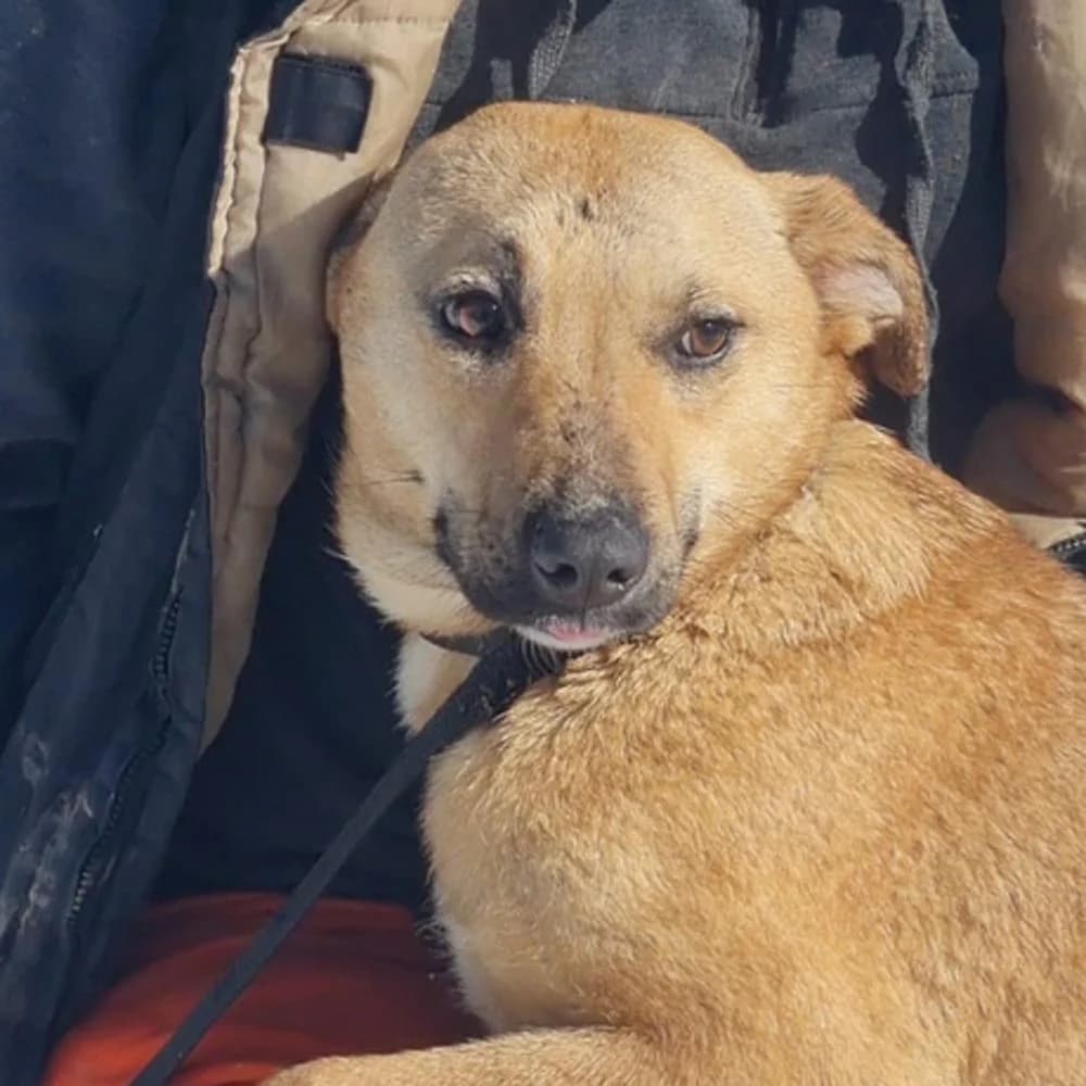 Elani, Mixed Breed for adoption at Tierschutzverein Europa, München