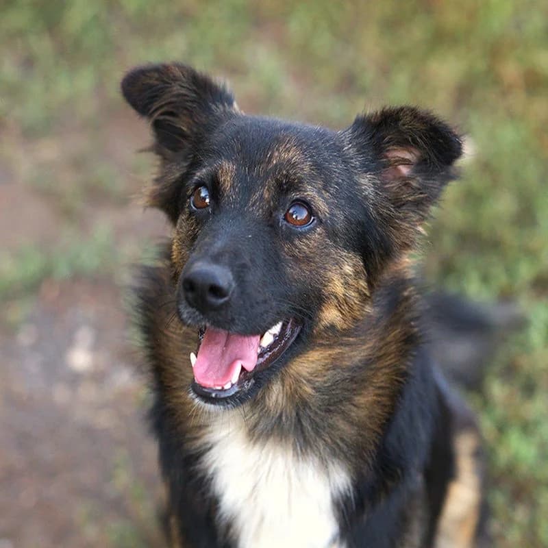 Ella, Mixed Breed for adoption at Tierschutzverein Europa, München