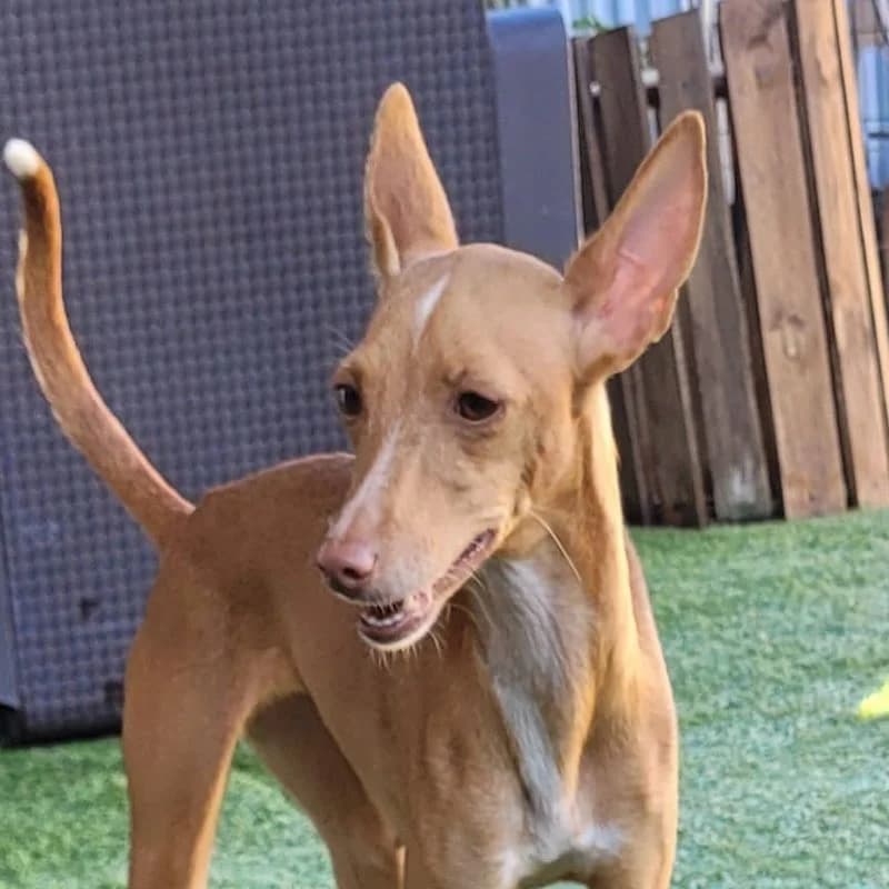 Elsa, Mixed Breed for adoption at Tierschutzverein Europa, München