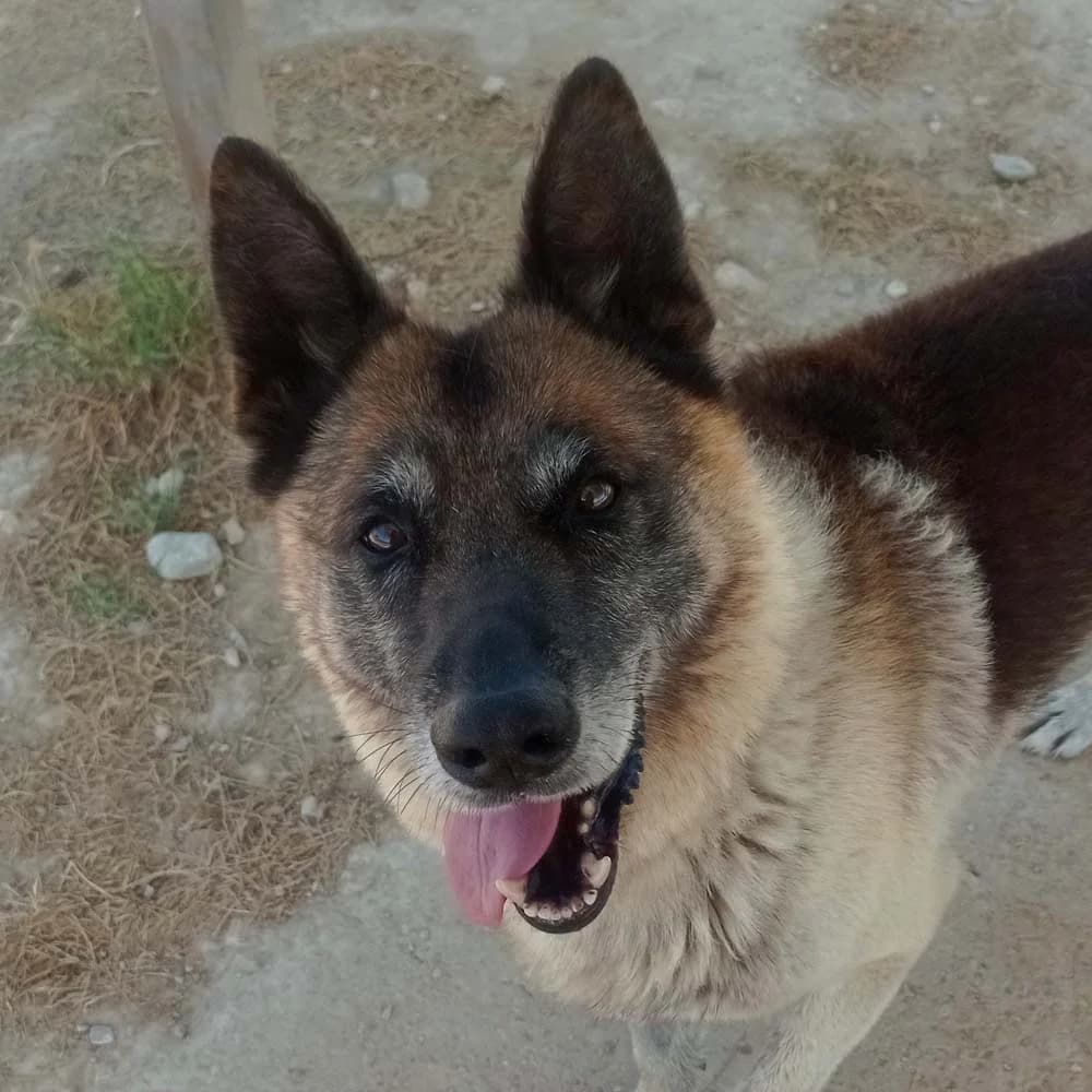 Elvis, Mixed Breed for adoption at Tierschutzverein Europa, München