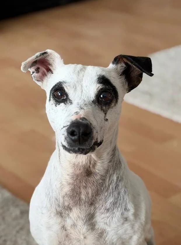 Enola, Mixed Breed for adoption at Tierschutzverein Europa, München