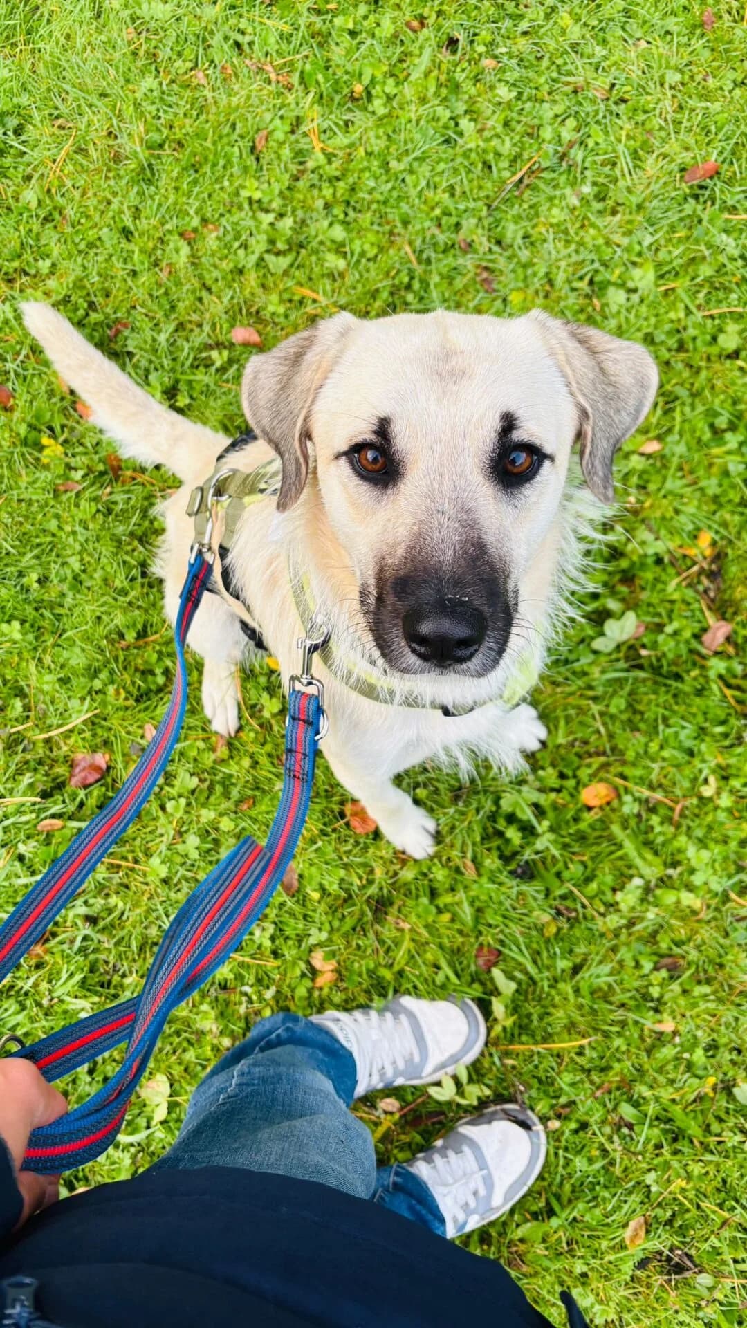 Ermes, Mixed Breed for adoption at Tierschutzverein Europa, München