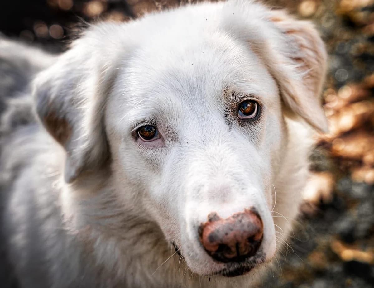 Erna, Mixed Breed for adoption at Tierschutzverein Europa, München