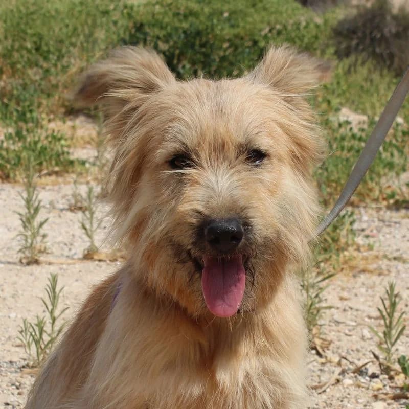 Estela, Mixed Breed for adoption at Tierschutzverein Europa, München
