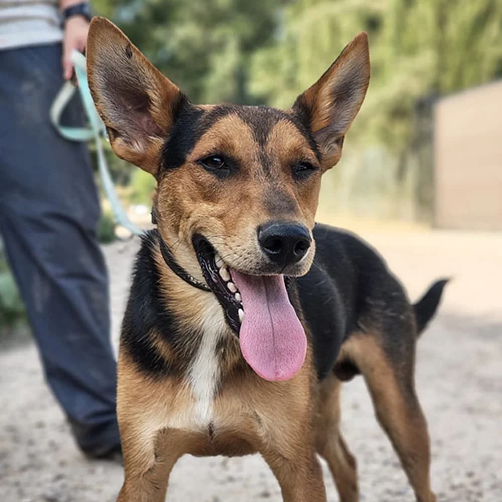 Esteso, weiß puppy Mixed Breed for adoption at Tierschutzverein Europa, München