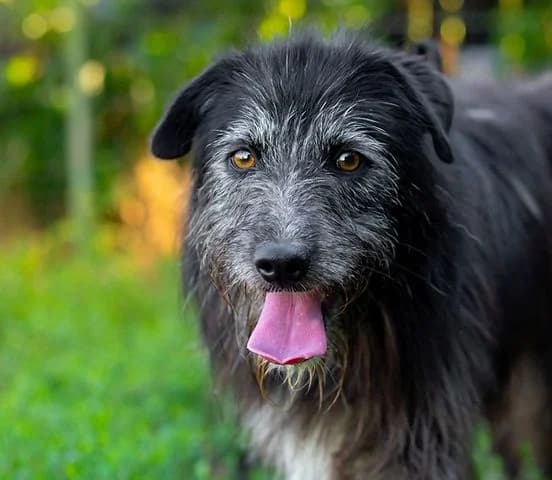 Ethel, Mixed Breed for adoption at Tierschutzverein Europa, München
