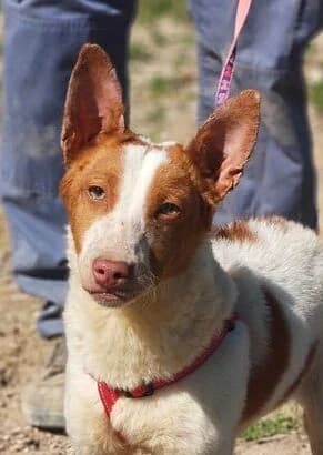 Evita, braun Mixed Breed for adoption at Tierschutzverein Europa, München