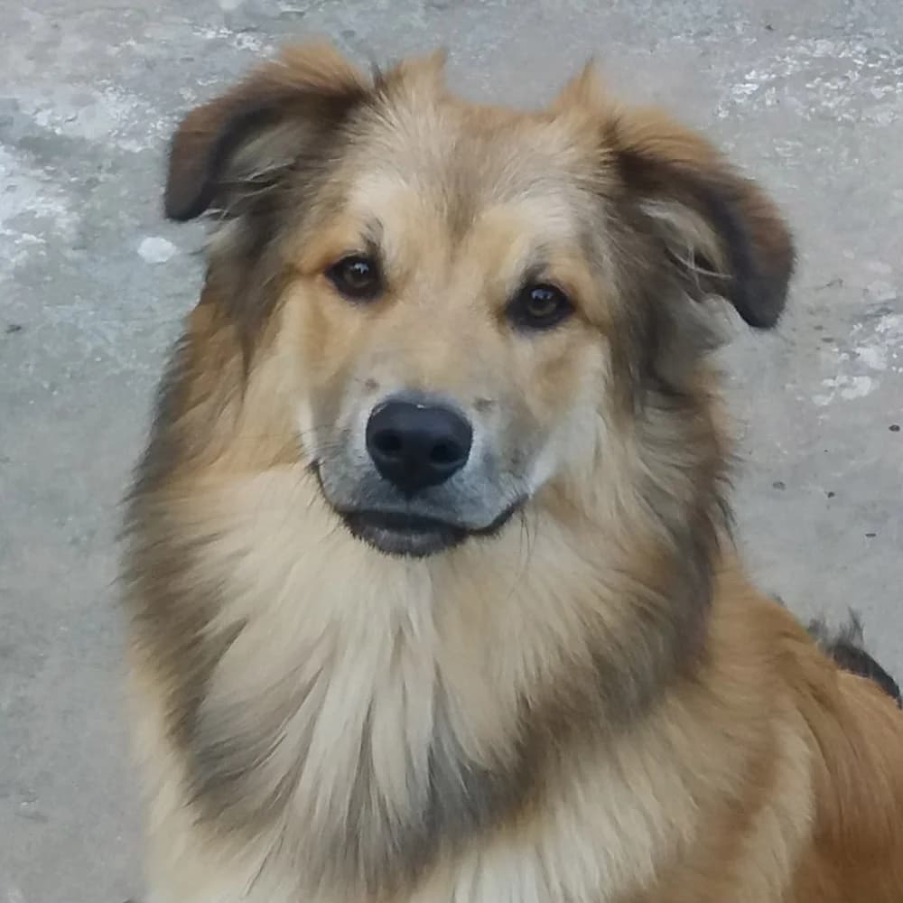 Fanchito, Mixed Breed for adoption at Tierschutzverein Europa, München