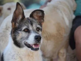 Fati, Mixed Breed for adoption at Tierschutzverein Europa, München