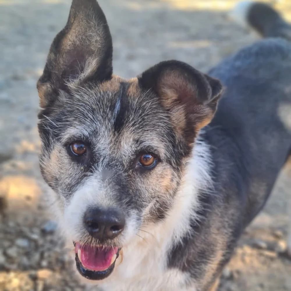 Fati, Mixed Breed for adoption at Tierschutzverein Europa, München