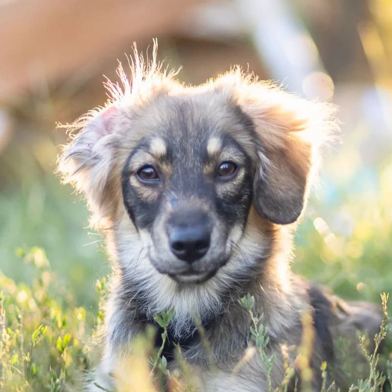 Felia, puppy Mixed Breed for adoption at Tierschutzverein Europa, München