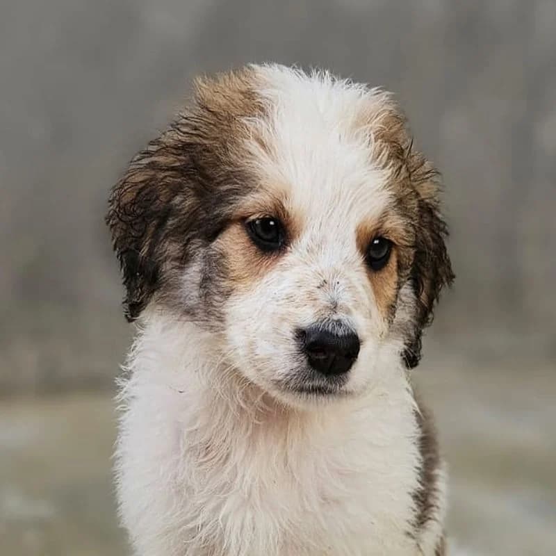 Fenrir, puppy Mixed Breed for adoption at Tierschutzverein Europa, München
