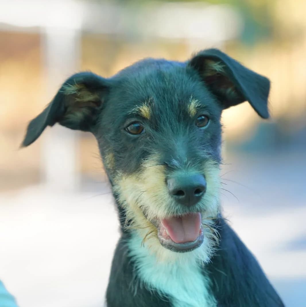 Fiete, puppy Mixed Breed for adoption at Tierschutzverein Europa, München