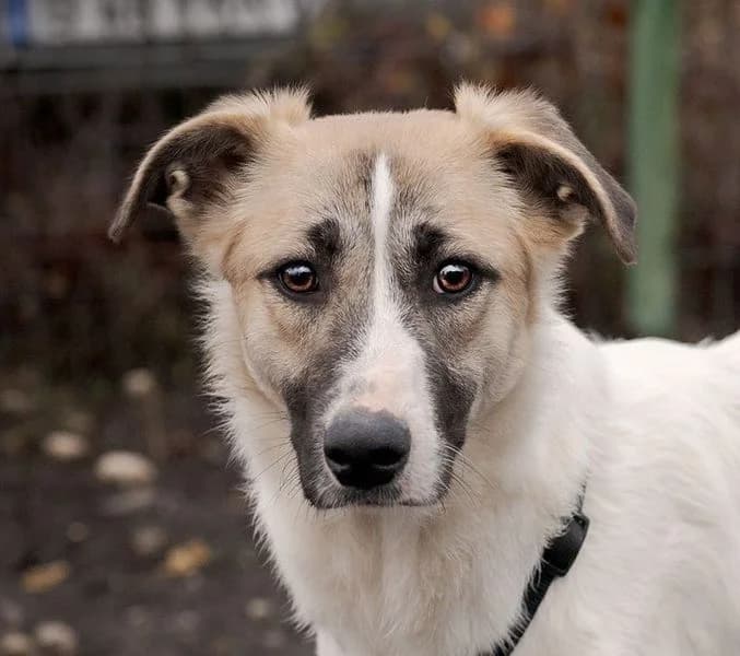 Finja, young Mixed Breed for adoption at Tierschutzverein Europa, München