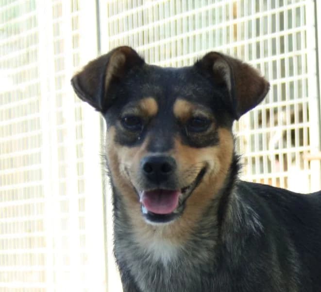 Flor, Mixed Breed for adoption at Tierschutzverein Europa, München