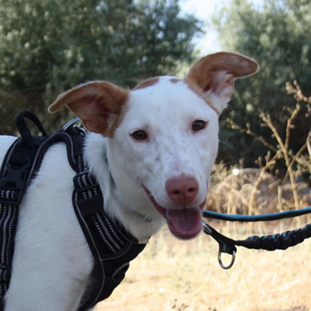 Florecilla, Mixed Breed for adoption at Tierschutzverein Europa, München