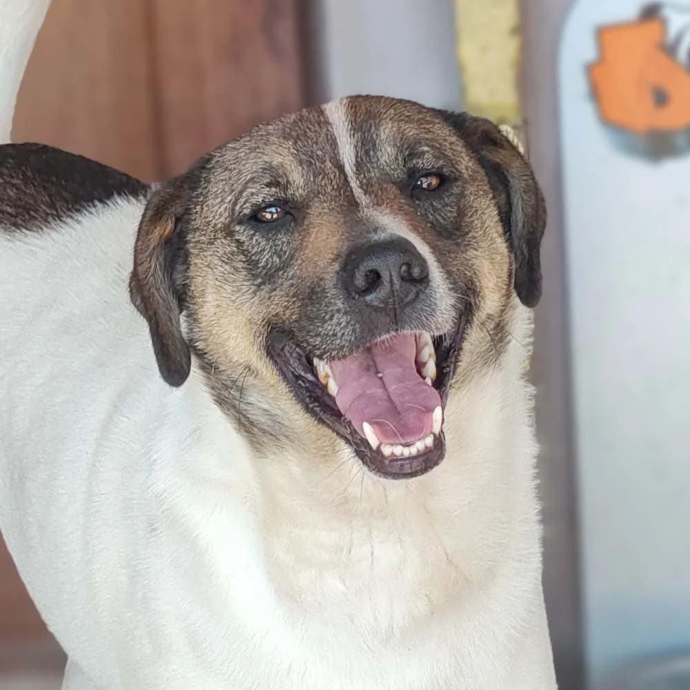 Flynn, Mixed Breed for adoption at Tierschutzverein Europa, München