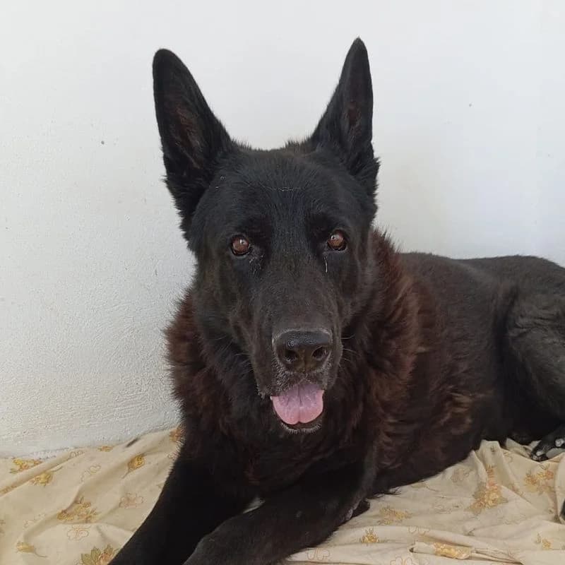 Fox, Mixed Breed for adoption at Tierschutzverein Europa, München