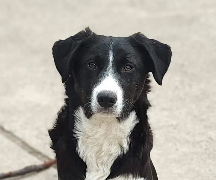 Fred, Mixed Breed for adoption at Tierschutzverein Europa, München