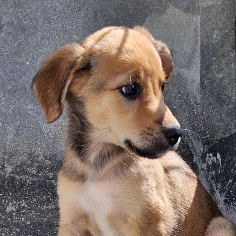 Freya, puppy Mixed Breed for adoption at Tierschutzverein Europa, München