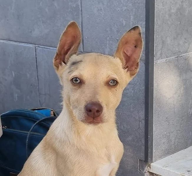 Frisón, puppy Mixed Breed for adoption at Tierschutzverein Europa, München