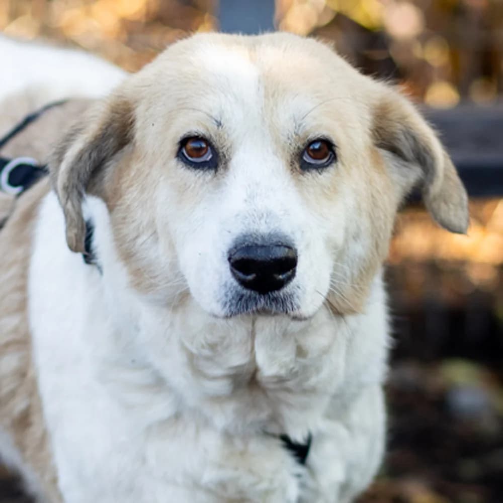 Fulga, Mixed Breed for adoption at Tierschutzverein Europa, München