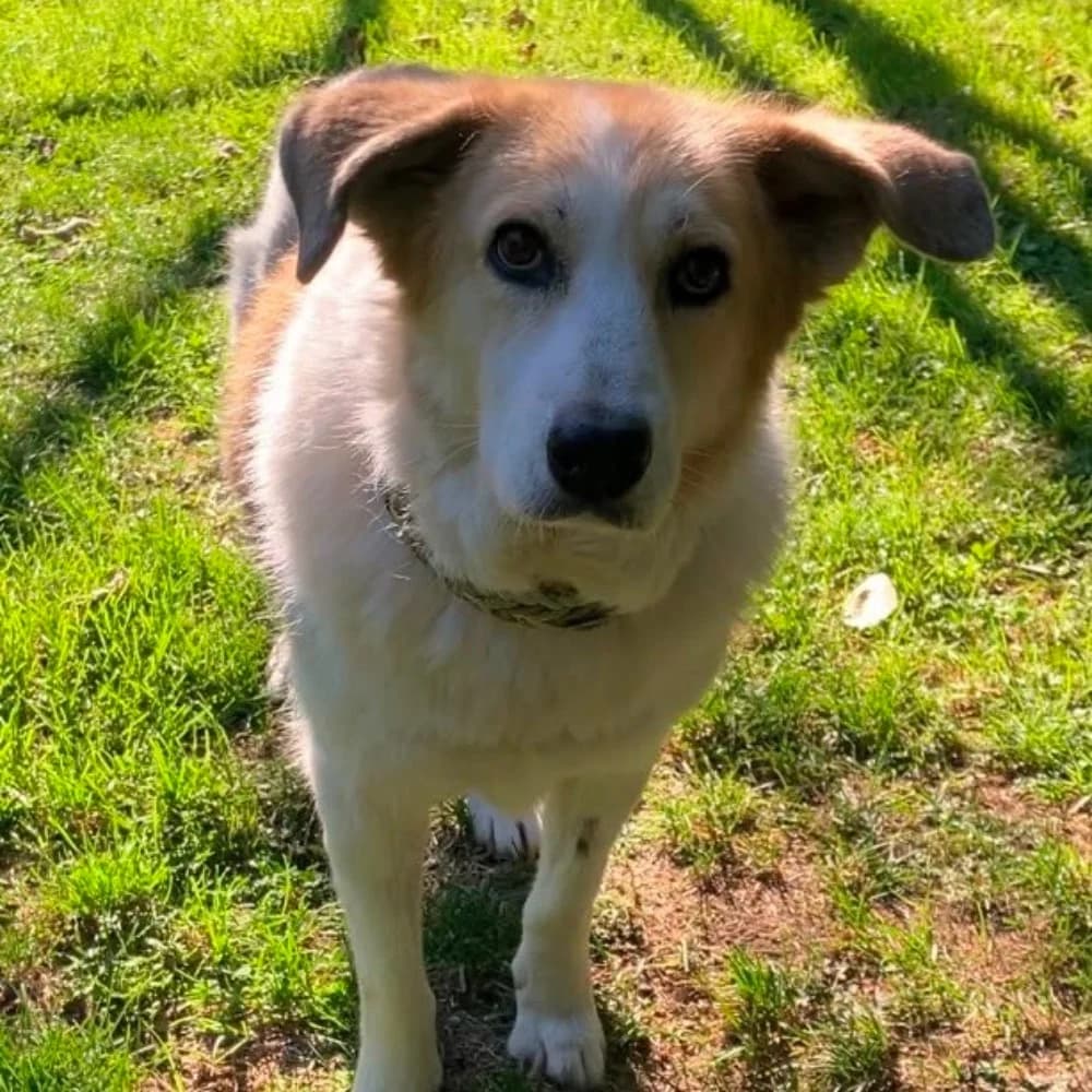 Fulga, Mixed Breed for adoption at Tierschutzverein Europa, München