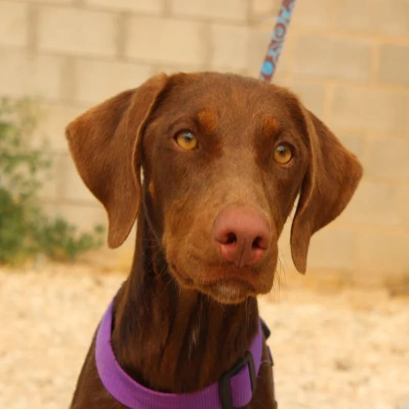 Gaia, Mixed Breed for adoption at Tierschutzverein Europa, München
