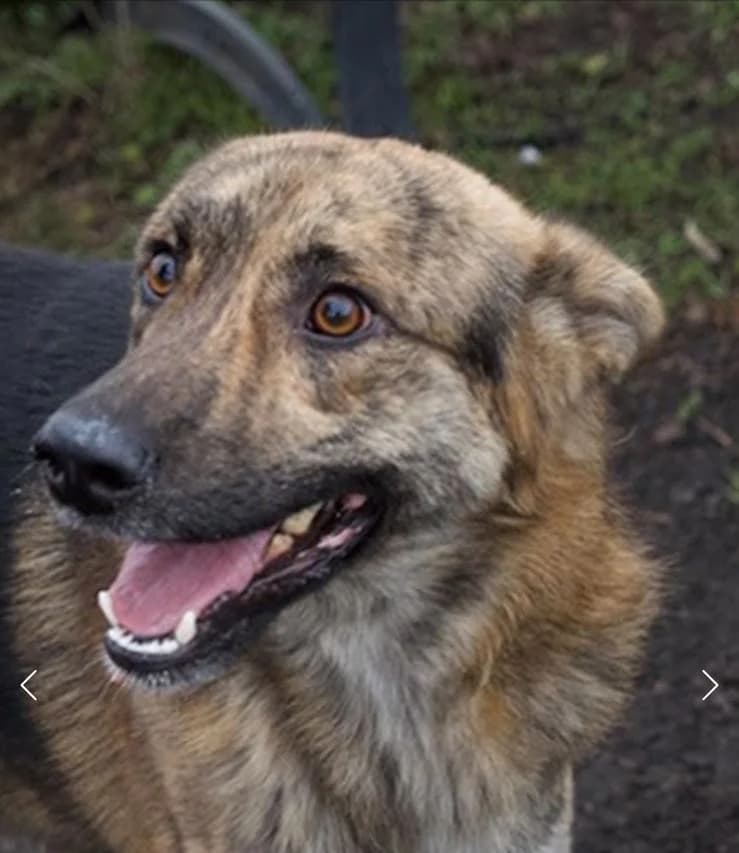 Gellu, Mixed Breed for adoption at Tierschutzverein Europa, München