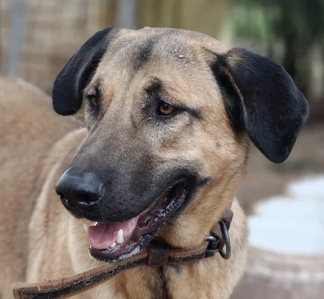 Ghana, Mixed Breed for adoption at Tierschutzverein Europa, München
