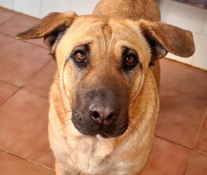 Gigi, Mixed Breed for adoption at Tierschutzverein Europa, München