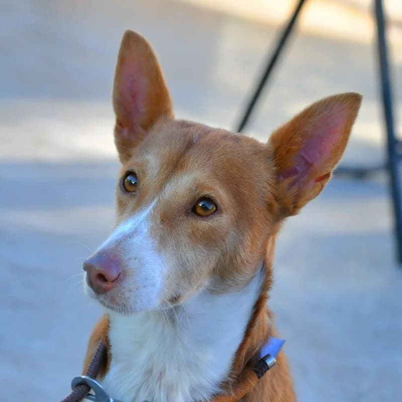 Ginger, Mixed Breed for adoption at Tierschutzverein Europa, München
