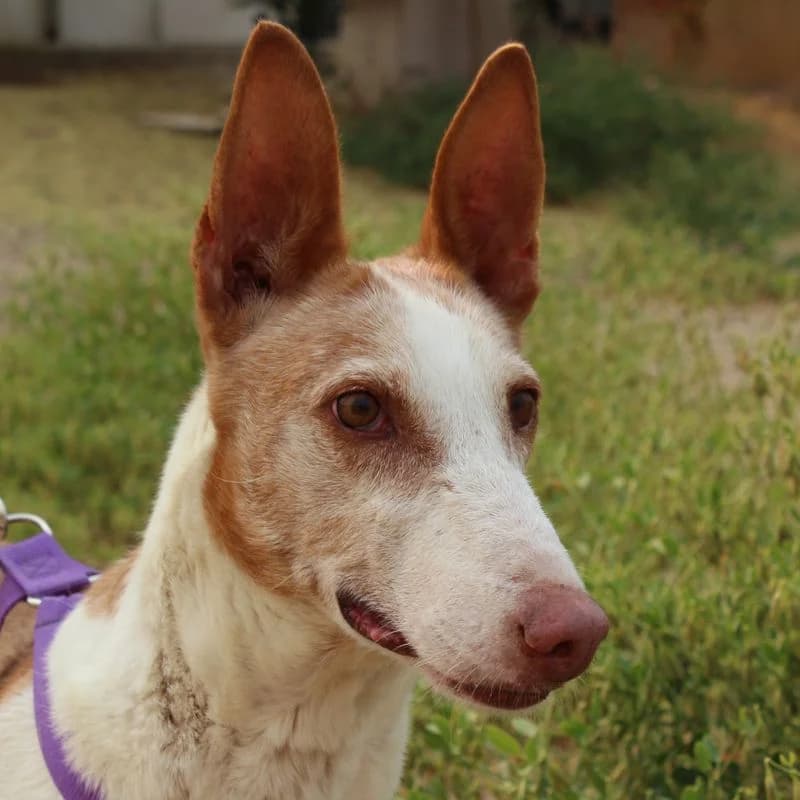 Gitana, senior Mixed Breed for adoption at Tierschutzverein Europa, München
