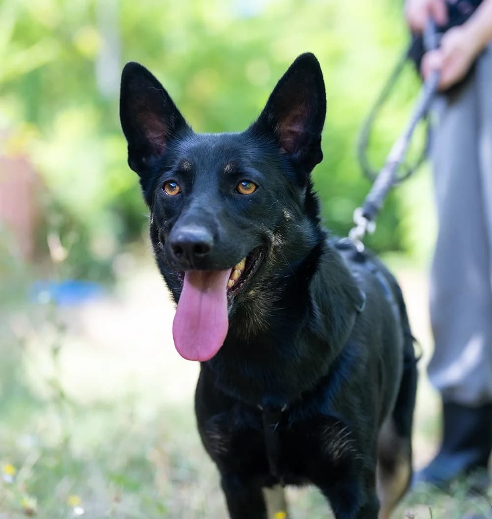 Gloria, young Mixed Breed for adoption at Tierschutzverein Europa, München