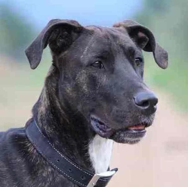 Gohan (Vermittlungshilfe), Mixed Breed for adoption at Tierschutzverein Europa, München