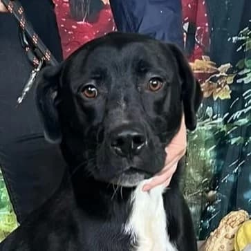 Gonzalo, Mixed Breed for adoption at Tierschutzverein Europa, München