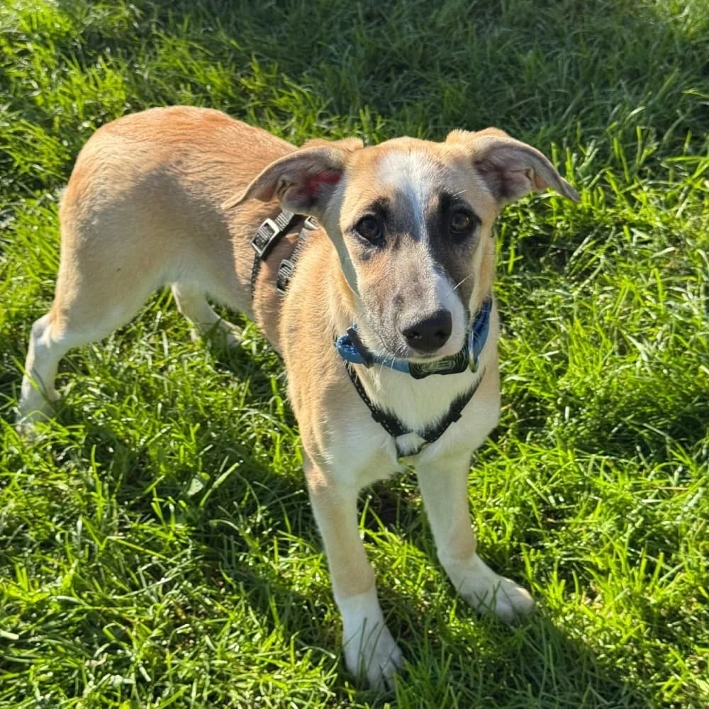 Grace, puppy Mixed Breed for adoption at Tierschutzverein Europa, München