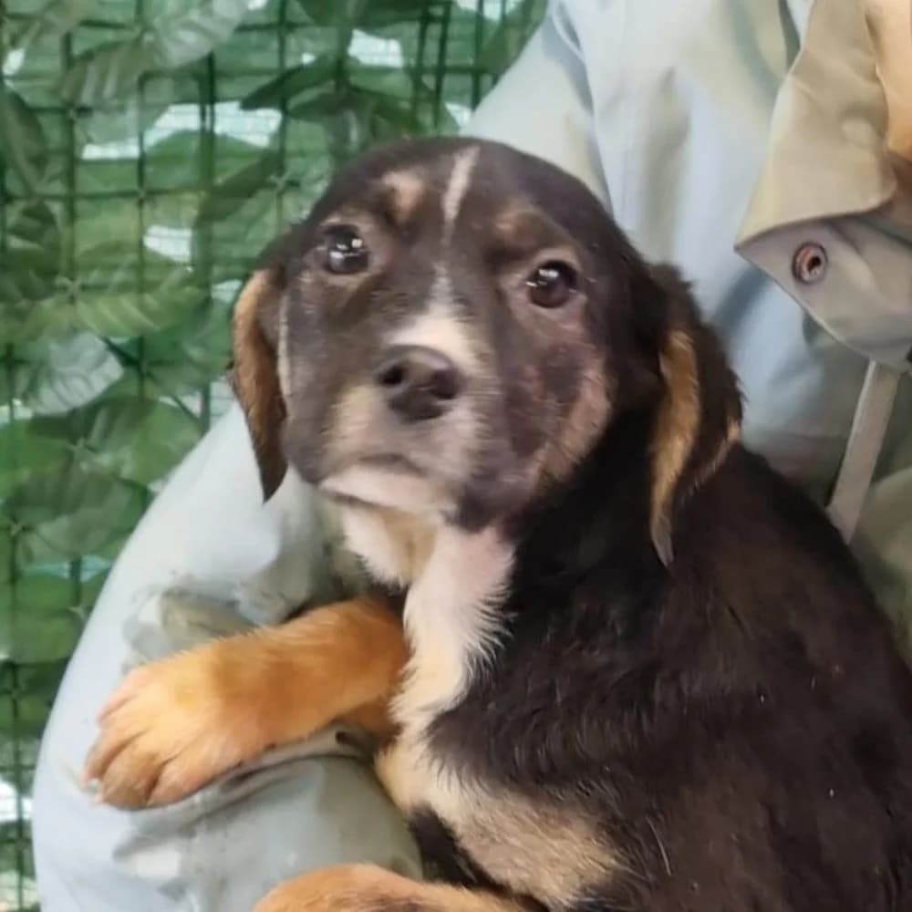 Gracie, Mixed Breed for adoption at Tierschutzverein Europa, München
