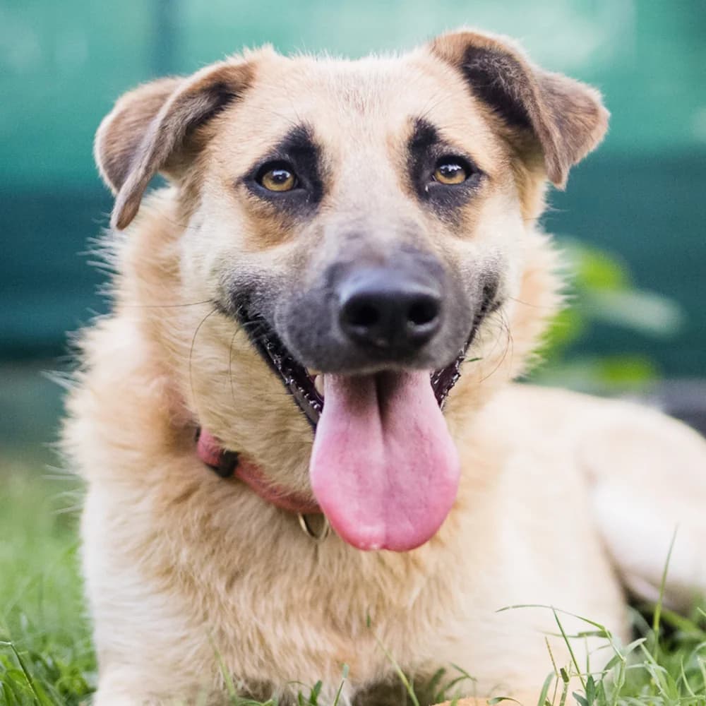 Greta, Mixed Breed for adoption at Tierschutzverein Europa, München