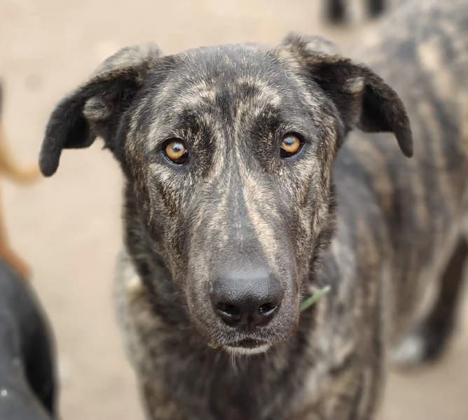 Guinea, Mixed Breed for adoption at Tierschutzverein Europa, München