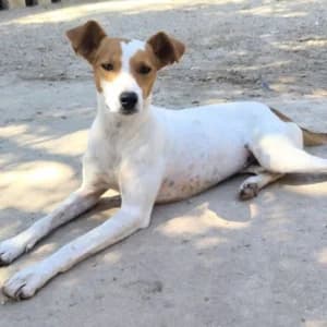 Guita, Mixed Breed for adoption at Tierschutzverein Europa, München