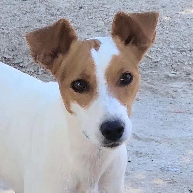 Guita, Mixed Breed for adoption at Tierschutzverein Europa, München
