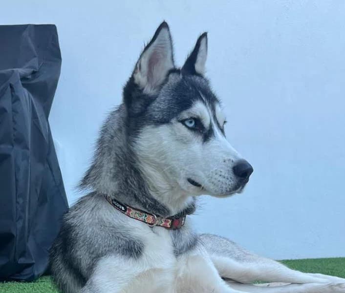Hela, blau Mixed Breed for adoption at Tierschutzverein Europa, München