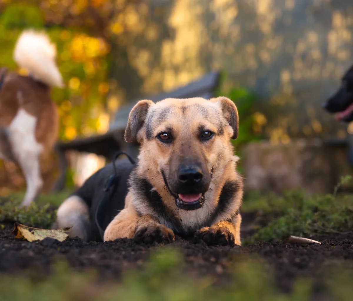 Henrietta, Mixed Breed for adoption at Tierschutzverein Europa, München